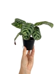 Ctenanthe Amabilis / Burle Marxii Fishbone - S