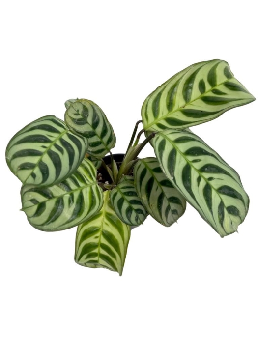Ctenanthe Amabilis / Burle Marxii Fishbone - S