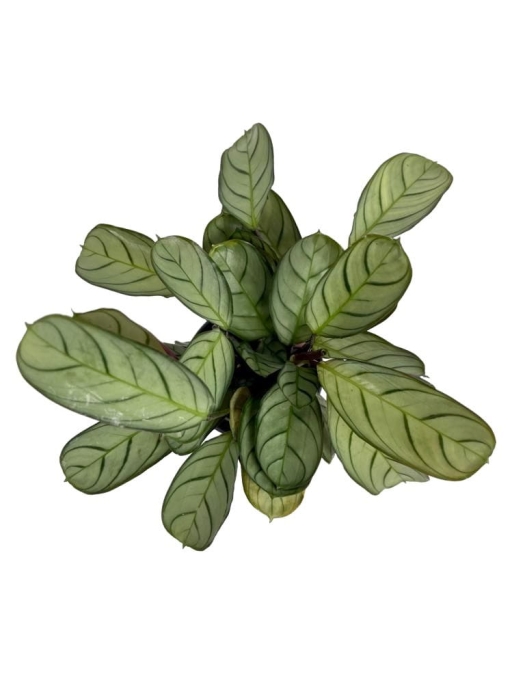 Ctenanthe burle marxii 'Amagris' - S
