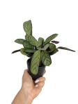 Ctenanthe burle marxii 'Amagris' - S