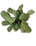 Ctenanthe burle marxii 'Amagris' - S