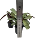 Ctenanthe burle marxii 'Amagris' - S