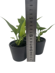 Anthurium Sp.