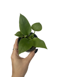 Anthurium Sp. - S
