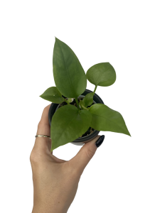 Anthurium sp. s