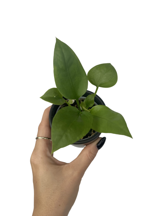 Anthurium Sp.