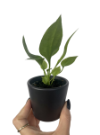 Anthurium Sp.