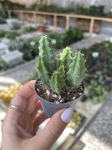 Myrtillocactus geometrizans