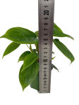 Philodendron fuzzy petiole - S