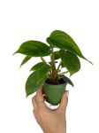 Philodendron fuzzy petiole - S
