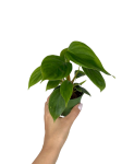 Philodendron fuzzy petiole - S