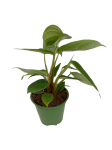 Philodendron fuzzy petiole - S
