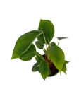 Philodendron fuzzy petiole - S