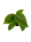 Philodendron fuzzy petiole - S