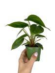 Philodendron fuzzy petiole - S