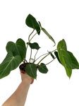 Philodendron gloriosum Dark Form - XL