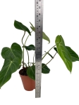 Philodendron gloriosum Dark Form - XL
