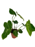 Philodendron gloriosum Dark Form - XL