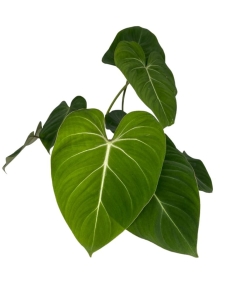 Philodendron gloriosum Dark Form - XL