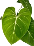 Philodendron gloriosum Dark Form - XL