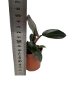 Philodendron Royal Queen - S