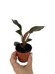 Philodendron Royal Queen - S