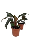 Philodendron Royal Queen - S