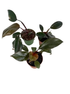  Philodendron Royal Queen - S