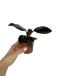 Philodendron Royal Queen - S