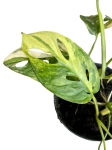 Monstera adansonii Yellow Variegata / Aurea