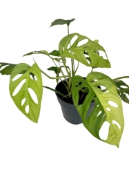 Monstera adansonii Yellow Variegata / Aurea - cięty węzeł
