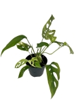 Monstera adansonii Yellow Variegata / Aurea