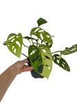 Monstera adansonii Yellow Variegata / Aurea