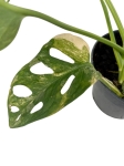 Monstera adansonii Yellow Variegata / Aurea
