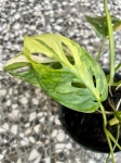Monstera adansonii Yellow Variegata / Aurea