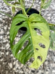 Monstera adansonii Yellow Variegata / Aurea