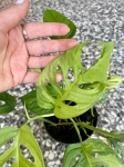 Monstera adansonii Yellow Variegata / Aurea