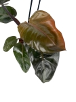 Philodendron Black Cardinal - L