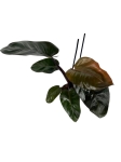 Philodendron Black Cardinal - L