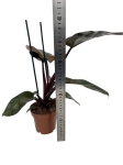 Philodendron Black Cardinal - L