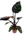 Philodendron Black Cardinal - L