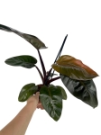 Philodendron Black Cardinal - L