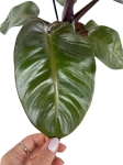 Philodendron Black Cardinal - L