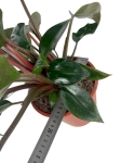 Philodendron rojo congo - XL