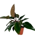 Philodendron rojo congo - XL
