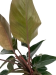 Philodendron rojo congo - XL