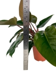 Philodendron rojo congo - XL