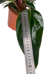 Philodendron rojo congo - XL