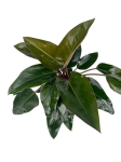 Philodendron rojo congo - XL