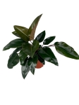 Philodendron rojo congo - XL